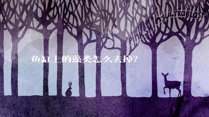鱼缸上的藻类怎么去掉？